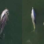 Watch: Viral video of dolphin carrying its dead newborn through the Indian Ocean reveals a deep and old ‘mourning ritual’