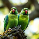 Britain: How rose-ringed parakeets went from escaped pets to one of Britain’s most recognisable birds | World News