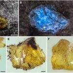 World’s oldest amber has been found in China, and it is 65 million years older than expected | World News