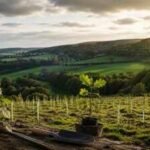 How British publisher Felix Dennis responded to England’s centuries of woodland loss with a vision of planting 10 million trees in 1996 | World News