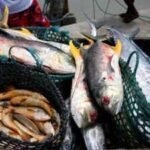 Scientists discover four dangerous fish bacteria in Brazil for the first time; one has jumped to a new host species