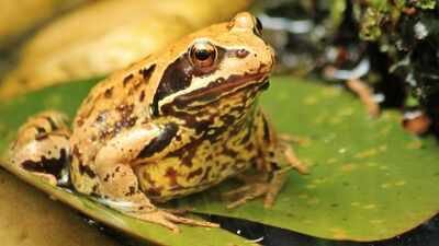 Scientists identified seven new diamond frog species in Madagascar after a 12-year search through forests and museum collections