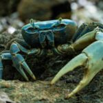 Scientists found slugs, beetles and crabs spread seeds for 186 plant species; one crab can swallow more than 1,000 in a night
