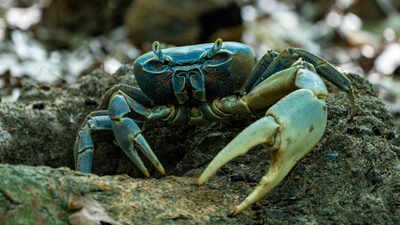 Scientists found slugs, beetles and crabs spread seeds for 186 plant species; one crab can swallow more than 1,000 in a night