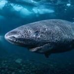 Scientists discover Greenland sharks can survive for centuries with functioning eyesight, overturning the long-held belief that they are blind |