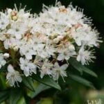 Scientists identify an insect-eating plant that just proved Charles Darwin’s 150-year-old theory right