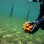 Scientists placed 42 sea sponges in a polluted Spanish port. 455 days later, one species had thrived while four others died |