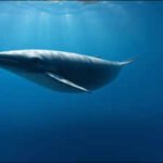 Scientists discover three new stomach bacteria after 21 years of research that may be linked to chronic stomach disease in pygmy sperm whales |