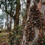 California’s winter monarch migration has collapsed from millions in the 1990s to 12,260 butterflies in 2025; the third-lowest count ever recorded |