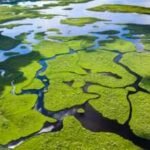 Across America’s three coasts, 84% of wetlands are slowly submerging; only 16% are rising fast enough to keep pace with the sea