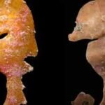 In 2006, a tiny deep-reef fish was pulled from deep water off South Australia and misfiled; 20 years later, scientists recognised a new species