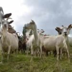Experts used ‘Judas goats’ to hunt down their own kind, eliminating over 140,000 invasive goats in a .5 million mission to save the Galapagos’ native wildlife