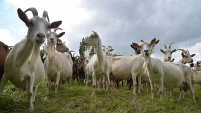 Experts used ‘Judas goats’ to hunt down their own kind, eliminating over 140,000 invasive goats in a .5 million mission to save the Galapagos’ native wildlife