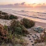 Texas has been using discarded Christmas trees on its beaches for years, and they’re quietly helping sea turtles survive﻿ | World News