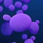Over 3,000 cases of deadly fungus Candida auris reported in US: What it is, how it spreads- explained | World News