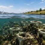 New York recycled almost 5,000 discarded toilets into artificial oyster reefs beneath Jamaica Bay instead of sending them to landfill; know why | World News
