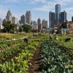 Detroit was built for 2 million people, but its shrinking population turned abandoned lots into one of America’s largest urban farming movements | World News