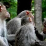 The surprising social lives of monkeys: Study discovers that primates take care of animals outside their own family, just like humans |