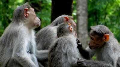 The surprising social lives of monkeys: Study discovers that primates take care of animals outside their own family, just like humans |