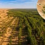 China planted trees the Taklamakan Desert for nearly 50 years. Satellites now show the landscape is capturing more carbon than it releases | World News