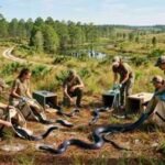 A giant snake vanished from parts of the US decades ago. Scientists are now releasing 42 eastern indigo snakes to bring it back |