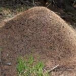 This 6,000 km long underground city stretching from Portugal to Italy is built by the Argentine ants across the coasts of four European countries |