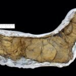 Scientists discovered that animal poop travelled across oceans 540-million-years ago and triggered the evolution of life on earth |