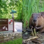 Maryland: Two people bitten by beavers in less than two weeks at Maryland park force partial closure after both animals test positive for rabies | World News