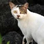 In 1815, cats arrived on Ascension Island; they drove huge seabird colonies away until conservationists launched a cat-eradication mission | World News