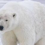 A polar bear destroyed almost an entire seabird colony in Alaska; scientists say changing food habits may explain why | World News