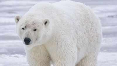 A polar bear destroyed almost an entire seabird colony in Alaska; scientists say changing food habits may explain why | World News