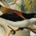 A 9-year-old girl in the Philippines raised money to help one of the world’s rarest birds; the child became an unlikely conservation campaigner | World News