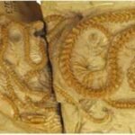 Scientists discovered four snakes curled together in a burrow for 38 million years as the volcanic ash preserved their remarkable fossils |