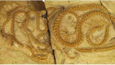 Scientists discovered four snakes curled together in a burrow for 38 million years as the volcanic ash preserved their remarkable fossils |