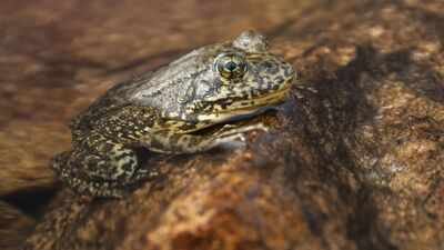 California releases more than 3,000 endangered mountain frogs into the wild, restoring a species that has lost most of its home |