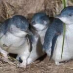 Australia to hand-vaccinate 5,000 wild penguins against bird flu spreading across wildlife; the birds’ nightly routine will make the daunting task possible | World News