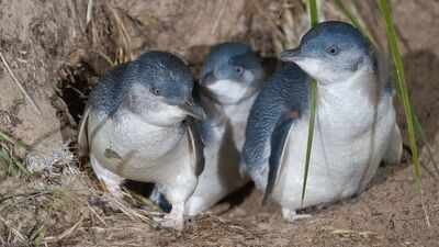 Australia to hand-vaccinate 5,000 wild penguins against bird flu spreading across wildlife; the birds’ nightly routine will make the daunting task possible | World News