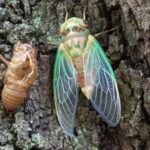 Scientists coated a cicada wing with silver and created a sensor that amplified faint molecular signals by tens of millions