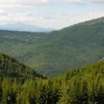 Since 2018, Europe’s forests have lost 46% more biomass per hectare each year; drought and bark beetles are weakening a carbon sink that stored 72% less CO2 in 2020–2022