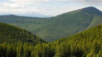 Since 2018, Europe’s forests have lost 46% more biomass per hectare each year; drought and bark beetles are weakening a carbon sink that stored 72% less CO2 in 2020–2022