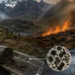In 2012, a wildfire scorched 42 sq km of the Rwenzori alpine zone; lake cores showed it was the first large-scale fire there in 12,000 years, with charcoal jumping over 100-fold