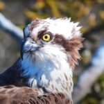 In 2017, conservationists began moving young ospreys from Scotland to Dorset; five years later they bred in southern England for the first time since 1847