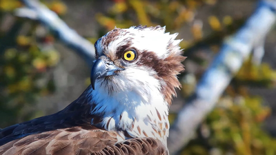 In 2017, conservationists began moving young ospreys from Scotland to Dorset; five years later they bred in southern England for the first time since 1847