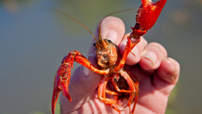 Europe is racing to eradicate a crayfish that can reproduce without mating; in the Czech Republic, two newly detected populations are being targeted before they spread
