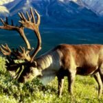 In 1958, the US moved 25 caribou to an Alaska island as emergency food for military personnel; by 2005, their herd had grown to 2,750