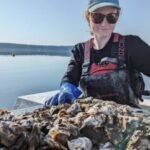 A Maine oyster farm is testing a solar-powered floating conveyor that moves oyster baskets through water and air; one raft is designed for 125,000 oysters a year
