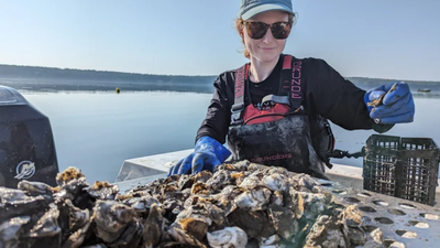 A Maine oyster farm is testing a solar-powered floating conveyor that moves oyster baskets through water and air; one raft is designed for 125,000 oysters a year