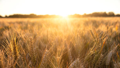 In 1961, British scientists stopped farming a 4-hectare barley field and left it alone; 60 years later, it had turned itself into a complex native woodland