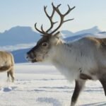 In 1911, Norwegian whalers released 10 reindeer on South Georgia for food and hunting; a century later nearly 7,000 were removed after the herds damaged native vegetation