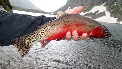 In 2002, New Mexico began one of America’s largest native-fish restoration projects; more than two decades later Rio Grande cutthroat trout had returned to 120 miles of streams
